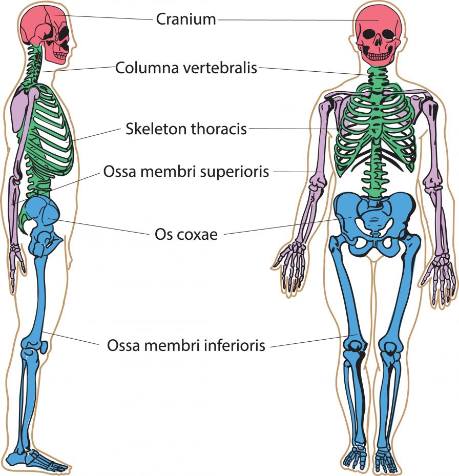 So sieht ein menschliches Skelett aus