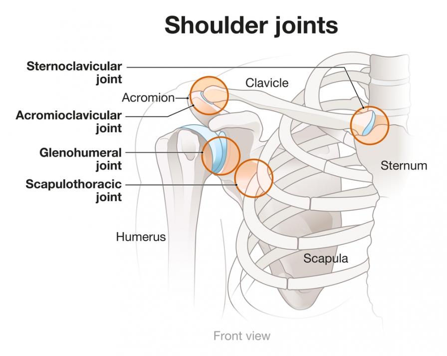 Grafische Darstellung der Schulterknochen