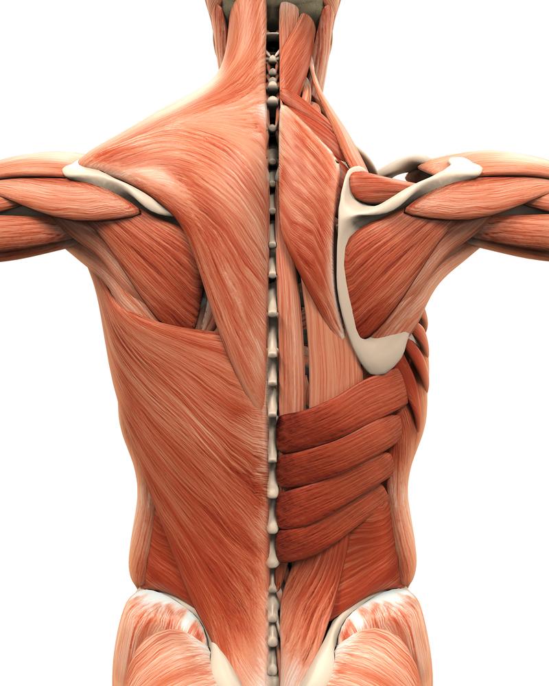 So sieht die Rückenmuskulatur aus