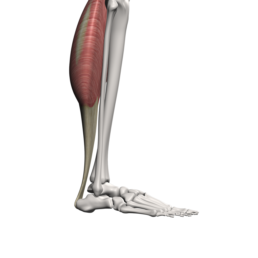Musculus soleus