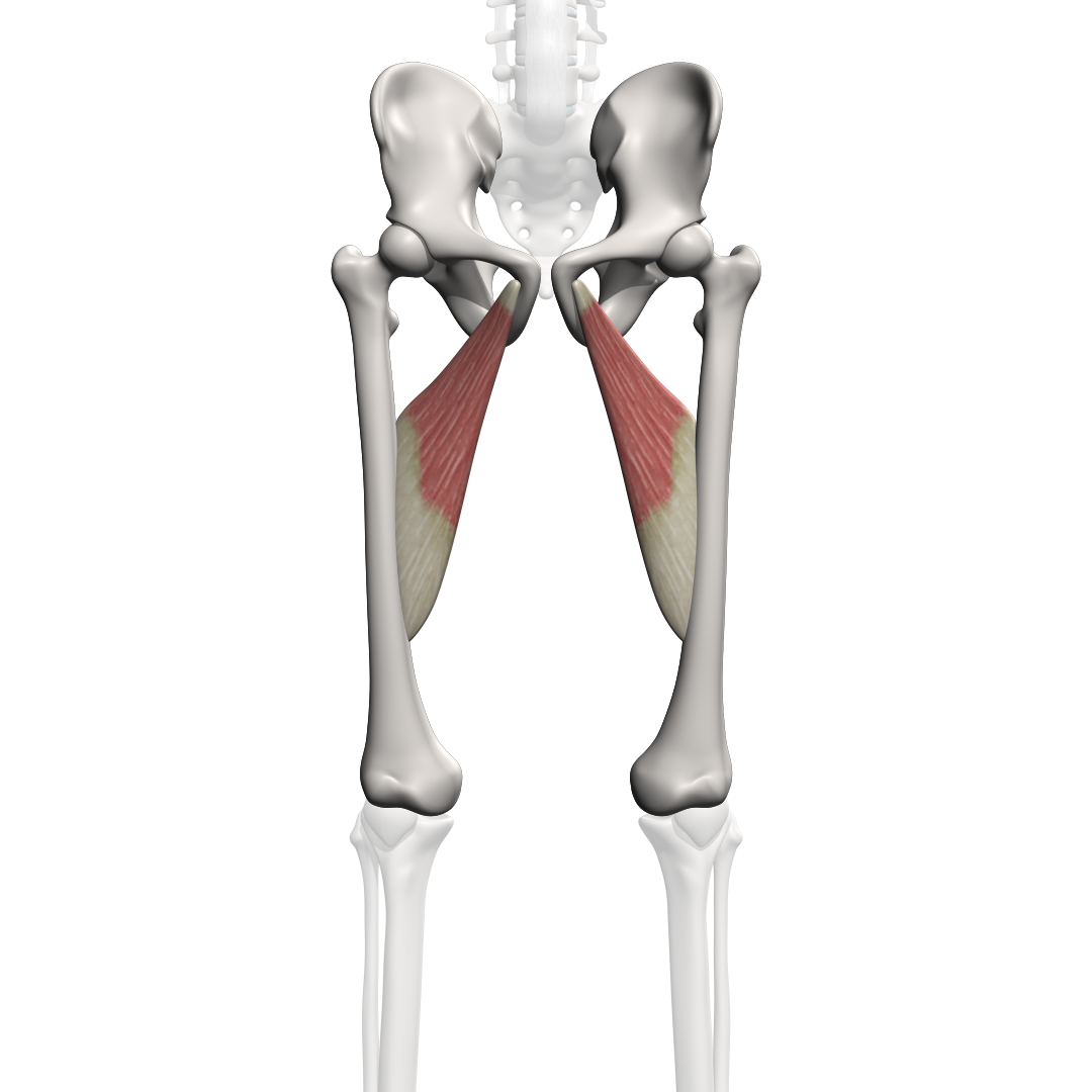 Musculus adductor longus