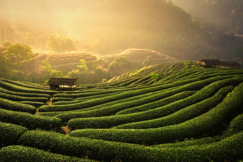 Assam, Ceylon sind berühmte Teesorten